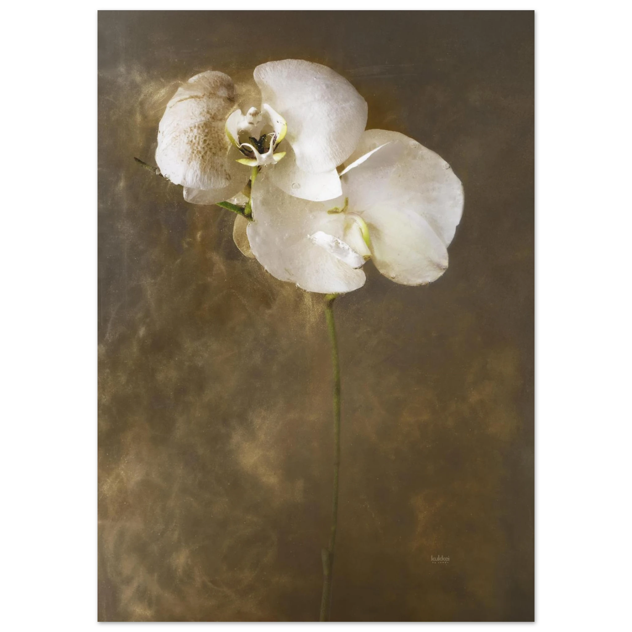 cb492a81-0c11-440d-94ba-485e65981796