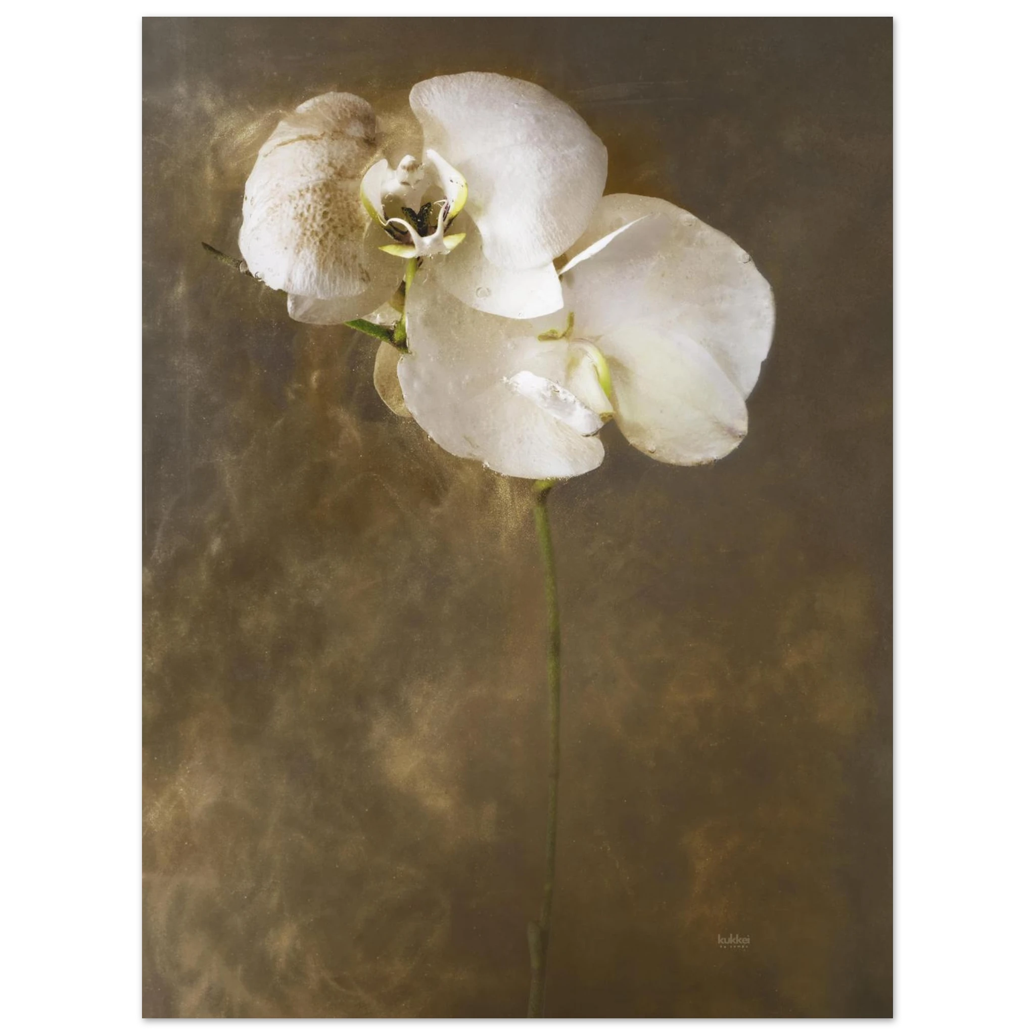 d62c20b6-1c8b-41a9-8338-7bf8af435210